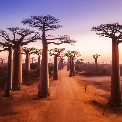 Landschaft: Madagaskar Avenue der Baobabs