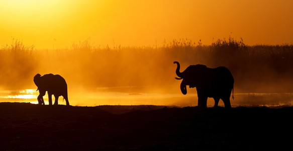 Elefanten Chobe Reisebild - Elefanten Chobe