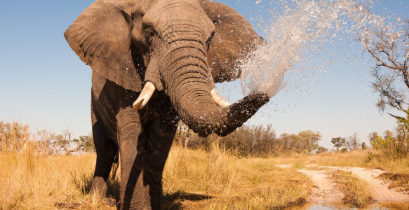 Elefant Reisebild - Elefant