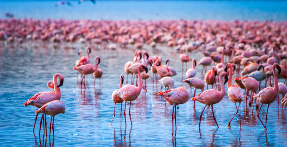 Reisebild - Kenia Reise: Privatreise - Safari und Strand in Kenia