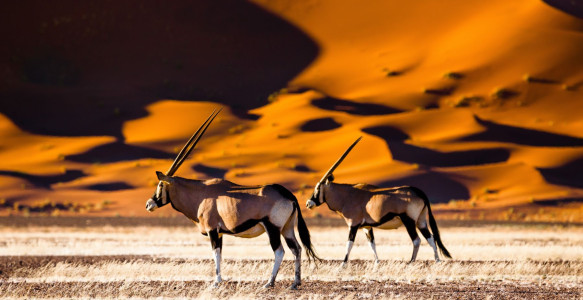 Dünen Sossusvlei Reisebild - Dünen Sossusvlei