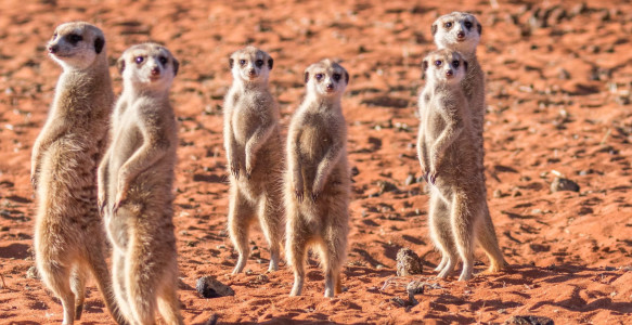 Erdmännchen- Familie Reisebild - Erdmännchen- Familie