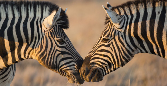 Reise Nambia Zebras Reisebild - Reise Nambia Zebras