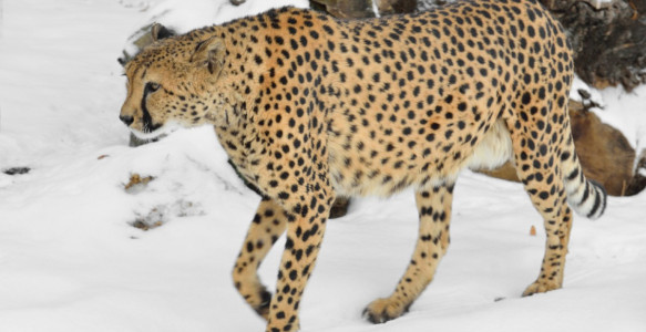 Reisebild - Gepard im Schnee