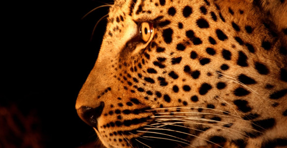 Reisebild - Leopard im Sabi Sands Reserve