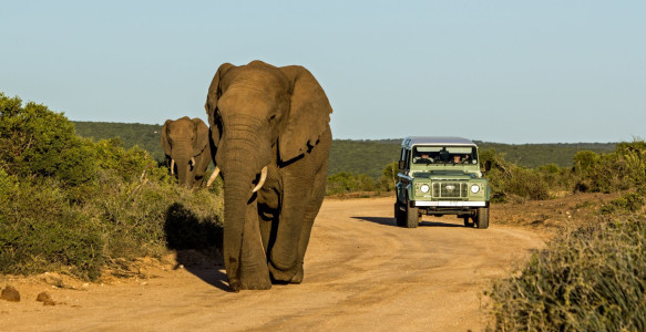 Reisebild - Südafrika Safaritour