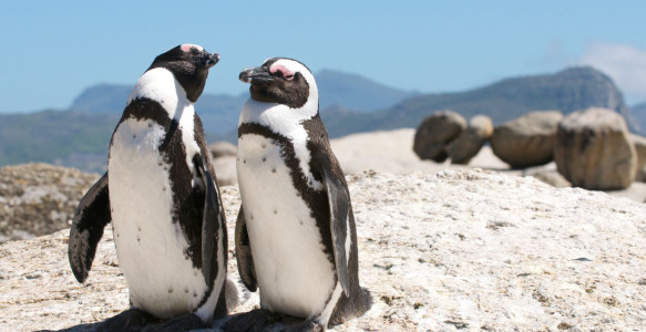 Reisebild - Südafrika Reise: Privatreise - Land, Kultur & Menschen 