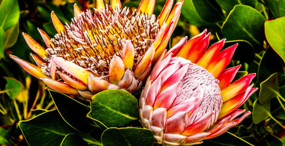 Reisebild - Protea