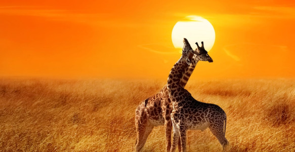 Reisebild - Afrika Reise Safari