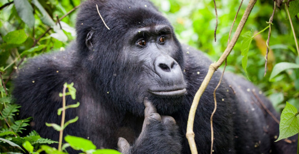Gorilla Tracking Uganda Reisebild - Gorilla Tracking Uganda