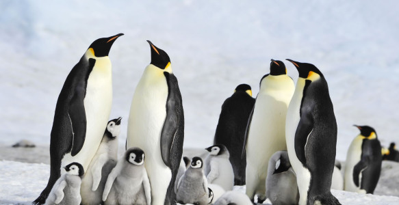Reisebild - Antarktis-pinguine