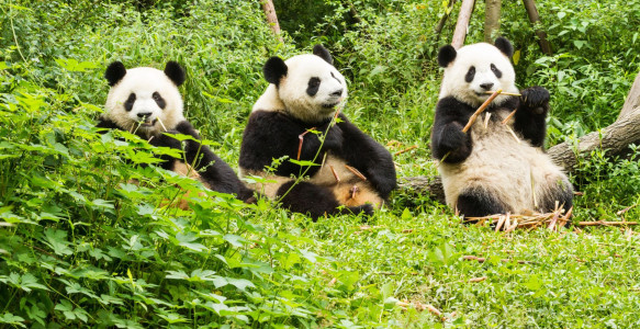 Pandas Reisebild - Pandas