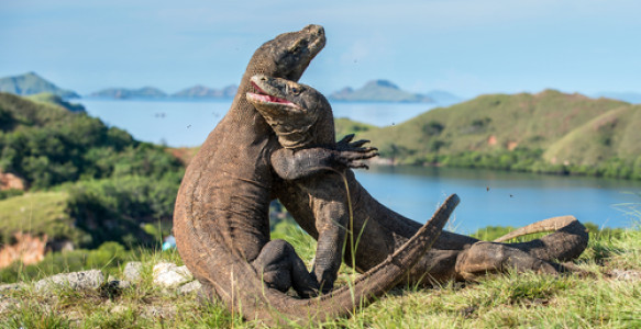 Reise Indonesien: Komodowarane im Komodo Nationalpark Reisebild - Reise Indonesien: Komodowarane im Komodo Nationalpark