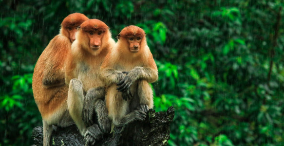 Reisebild - Malaysia Reise: Borneo