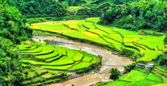 Reisebild - Reisterrassen auf Luzon