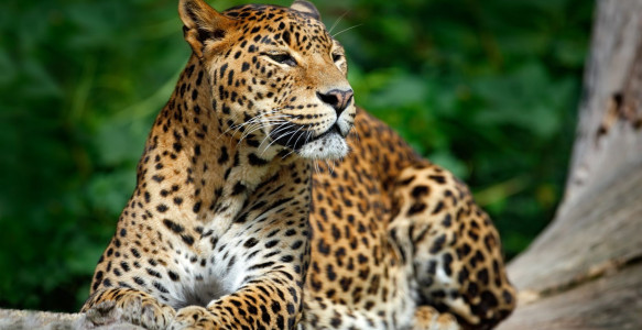 Reisebild - Sri Lanka Reise: Leopard