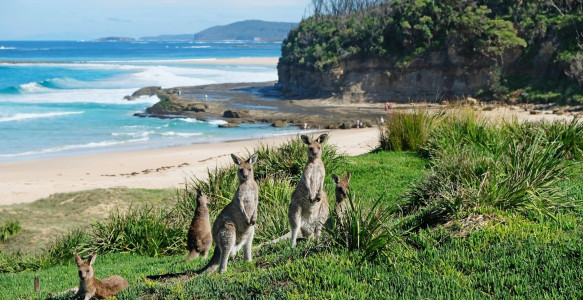 Reisebild - Australien Reise - Kängurus Pretty Beach