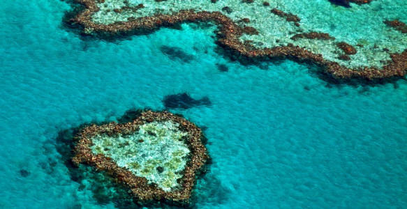 Reisebild - Australien Reise - Great Barrier Reef