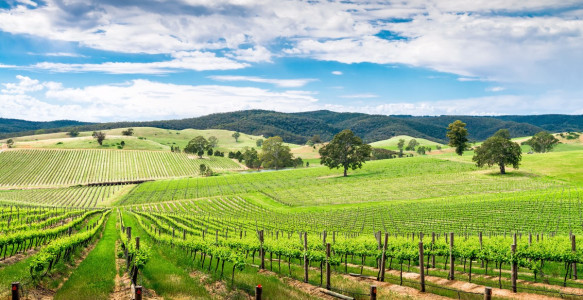 Reisebild - Australien Reise - Barossa Valley