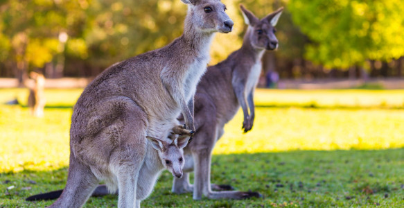Reisebild - Australien Reise - Kängurus