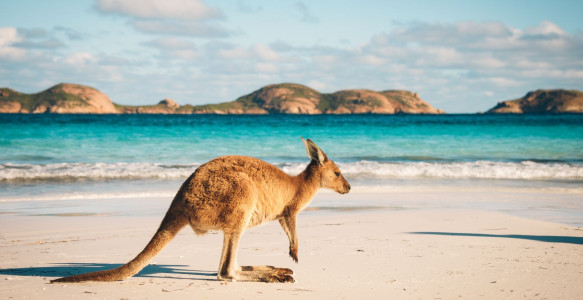Reisebild - Australien Reise - Känguru