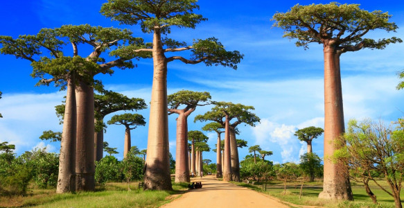 Baobab-Allee Reisebild - Baobab-Allee