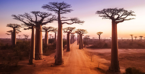 Baobaballee im Sonnenuntergang Reisebild - Baobaballee im Sonnenuntergang