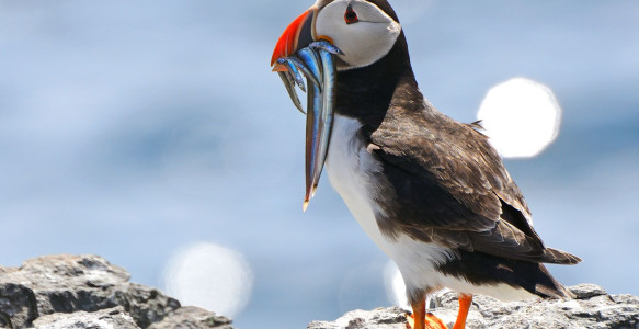 Kanada Reise Puffin Reisebild - Kanada Reise Puffin
