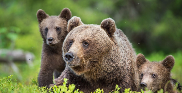 Kanada Reise: Grizzly Bären Reisebild - Kanada Reise: Grizzly Bären