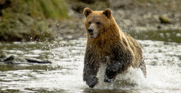 Kanada Reise: Bär Reisebild - Kanada Reise: Bär