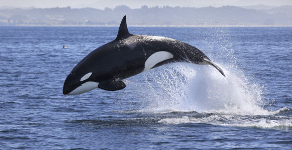 Reisebild - Kanada Reise: Orca