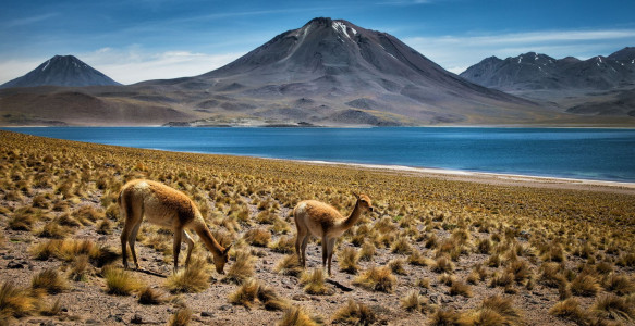 Reisebild - Chile Reise: Atacama Wüste