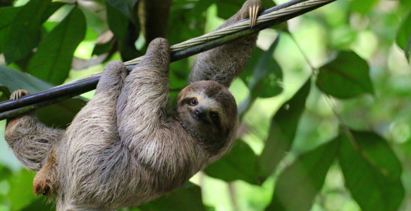 Reisebild - Costa Rica Rundreise Faultier