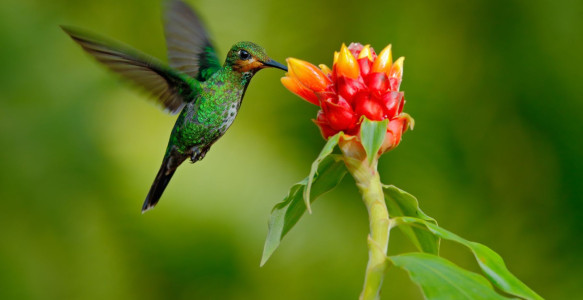 Reisebild - Costa Rica Rundreise Vogelbeobachtung