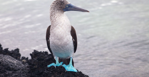 Reisebild - Galapagos Inseln