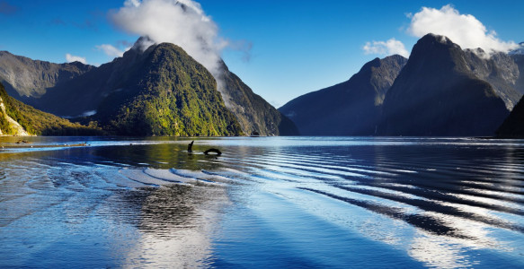 Australien Neuseeland Reise - Milford Sound Reisebild - Australien Neuseeland Reise - Milford Sound