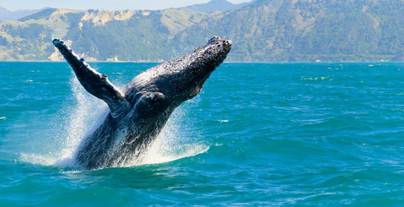 Neuseeland Reise - Wal Reisebild - Neuseeland Reise - Wal
