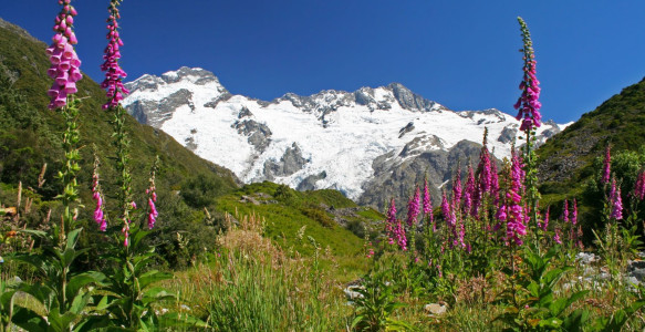 Neuseeland Reise - Mount Cook Reisebild - Neuseeland Reise - Mount Cook