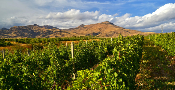 Reisebild - Georgien Armenien Reise - Weinberg Areni