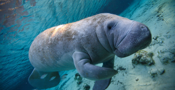 Florida Reise - Manatee Reisebild - Florida Reise - Manatee
