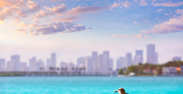 Reisebild - Florida  Reise - Miami Beach Skyline