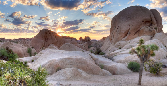 USA Reise Westen: Joshua Tree Reisebild - USA Reise Westen: Joshua Tree