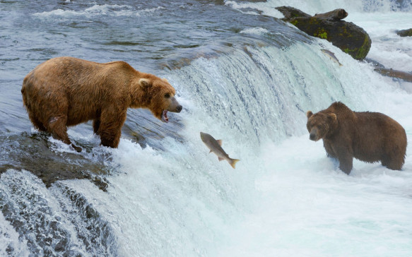Kanada Wildnis Bären Kanada Wildnis Bären