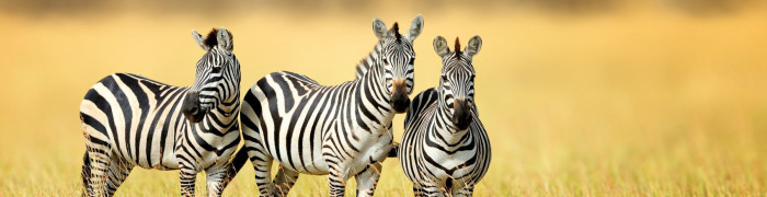 Foto aus Südafrika: 