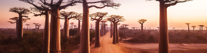 Madagaskar Avenue der Baobabs Foto aus Madagaskar: Madagaskar Avenue der Baobabs