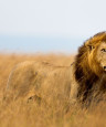 Bild des Reiseziels: Afrika Löwe