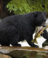 Bild des Reiseziels: Kanada Wildnis 