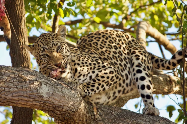 Impressionsfoto für Privatreise - Grüne Pfade: Nachhaltige Safari in Malawi und Sambia