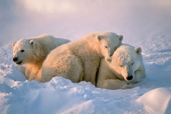 Impressionsfoto für Kanada Reise - Eisbären Expedition Churchill