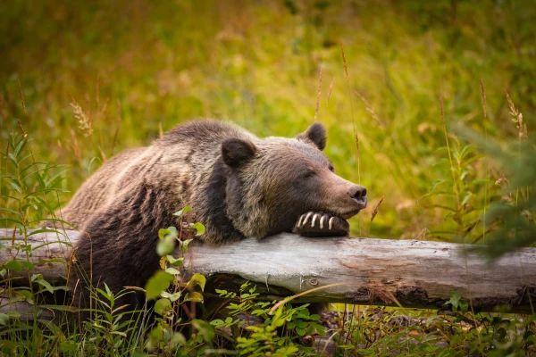 Impressionsfoto für Mietwagenrundreise - Westkanada Bed & Breakfast Tour